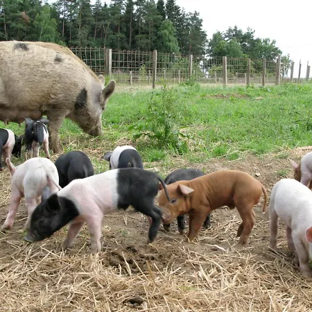 Inn Wirtshaus Jagawirt 3*